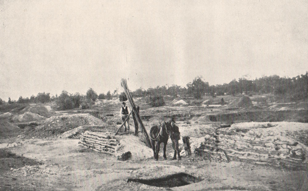 Alluvial Mining - Hauling Wash-Dirt with Horse Whip. Victoria, Australia. 1909